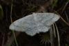 Scopula incanata